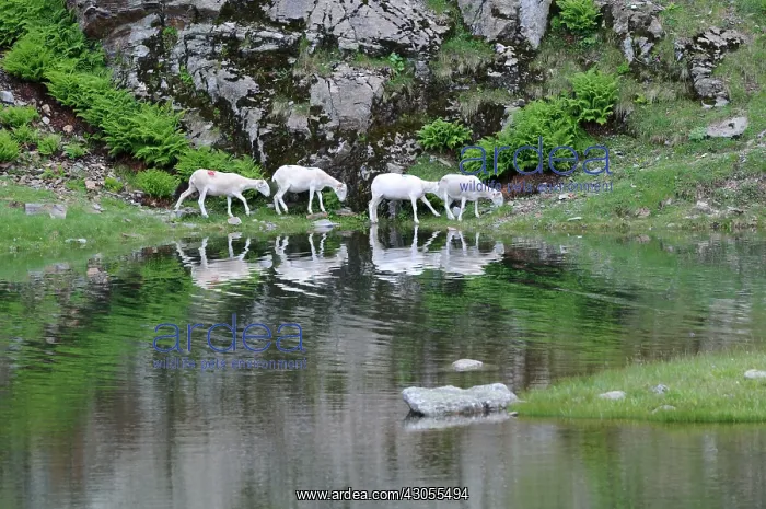 : Sheep grazing near the Green Lake Vosges France : Sheep grazing near the Green Lake Vosges France
