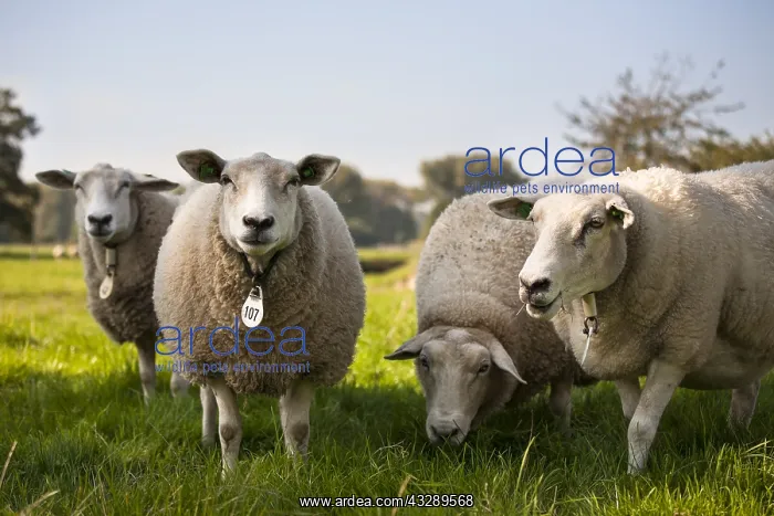 : Sheep grazing in a pasture, The Netherlands, Li : Sheep grazing in a pasture, The Netherlands, Li
