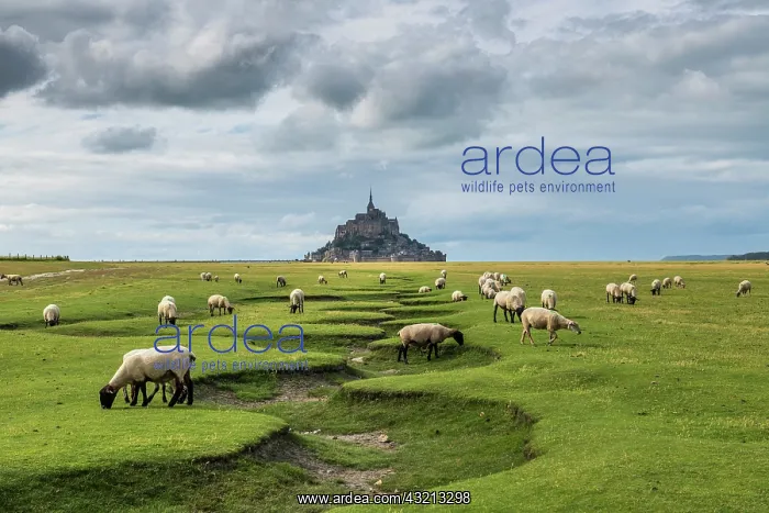 : Sheep grazing in the salt meadows of Mont Saint-Michel : Sheep grazing in the salt meadows of Mont Saint-Michel
