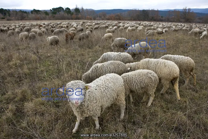 : Sheep grazing temporary winter Provence France : Sheep grazing temporary winter Provence France