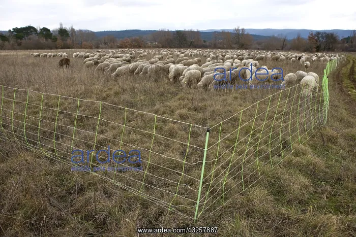  : Sheep grazing temporary winter Provence France