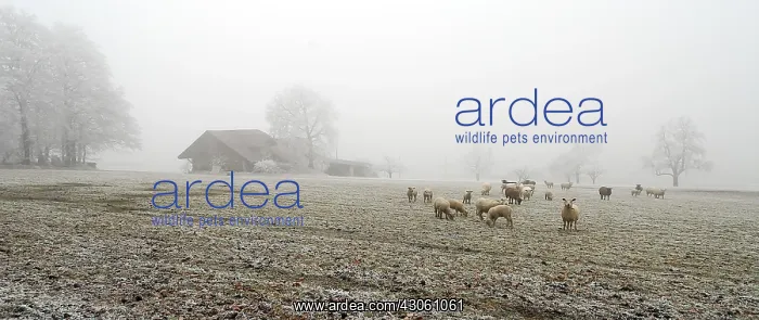 : Sheep grazing in winter Ottenbach Canton of Zurich : Sheep grazing in winter Ottenbach Canton of Zurich