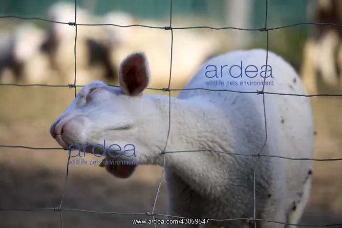 : Sheep at the head wedged in the corner through a fence : Sheep at the head wedged in the corner through a fence