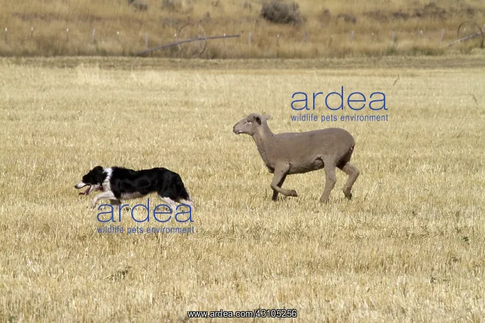 : Sheep Herding, Idaho : Sheep Herding, Idaho