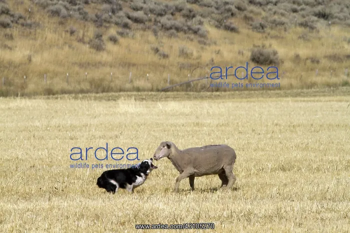 : Sheep Herding, Idaho : Sheep Herding, Idaho