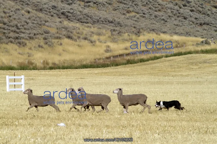 : Sheep Herding, Idaho : Sheep Herding, Idaho
