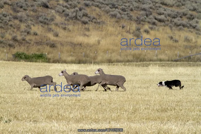 : Sheep Herding, Idaho : Sheep Herding, Idaho