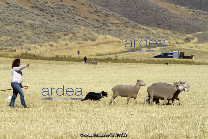 : Sheep Herding, Idaho : Sheep Herding, Idaho