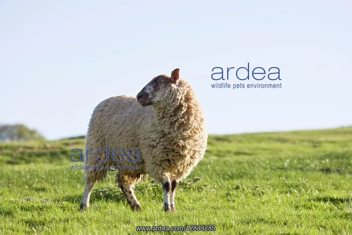 : Sheep - On hillside pasture : Sheep - On hillside pasture