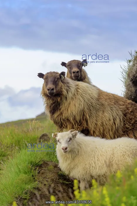  : Sheep at Hjnrleifshnfdi (Viking grave), Mordalur