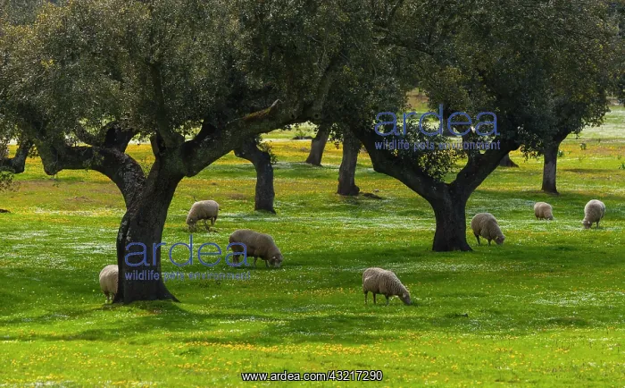 : Sheep and Holm oak - Extremadura Spain Monfragae : Sheep and Holm oak - Extremadura Spain Monfragae