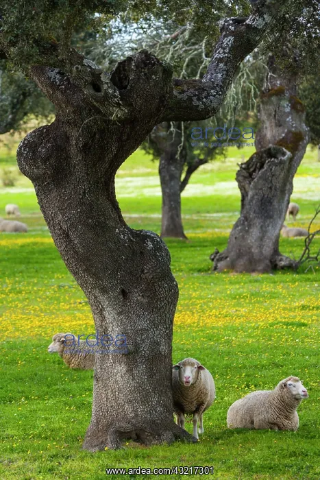 : Sheep and Holm oak - Extremadura Spain Monfragae : Sheep and Holm oak - Extremadura Spain Monfragae