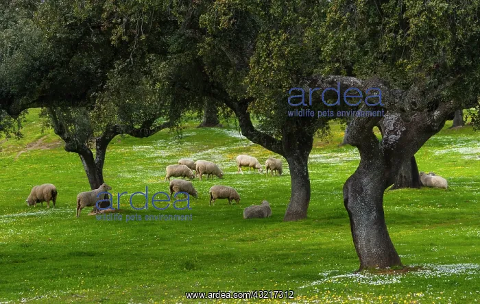 : Sheep and Holm oak - Extremadura Spain Monfragae : Sheep and Holm oak - Extremadura Spain Monfragae