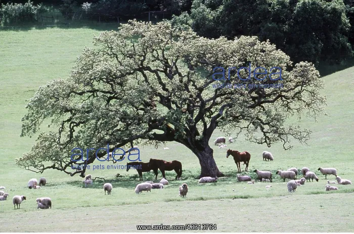 : SHEEP & HORSES - in the shade of a tree : SHEEP & HORSES - in the shade of a tree