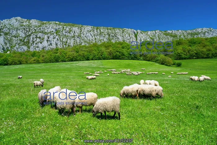 : Sheep, Hoya de La Leze, Alava, Basque Country, Spain : Sheep, Hoya de La Leze, Alava, Basque Country, Spain