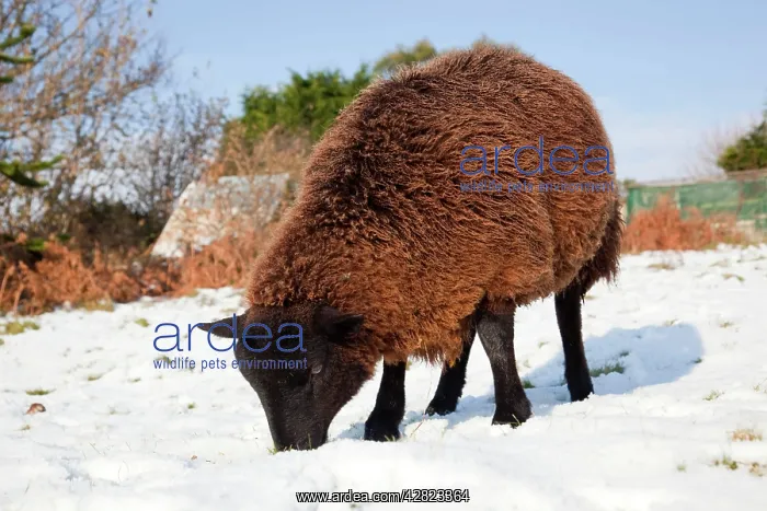 : Sheep - Jacob cross - in the snow : Sheep - Jacob cross - in the snow