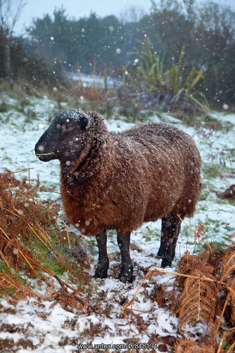 : Sheep - Jacob cross - in the snow : Sheep - Jacob cross - in the snow