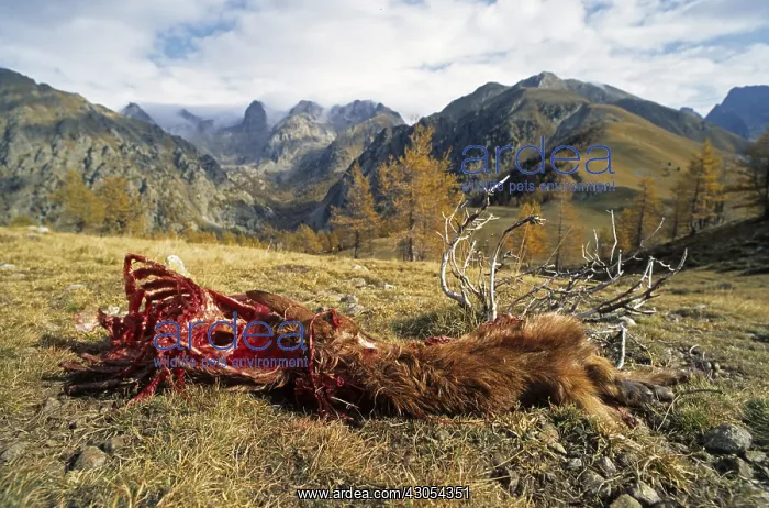 : Sheep killed by wolves PN Mercantour France : Sheep killed by wolves PN Mercantour France