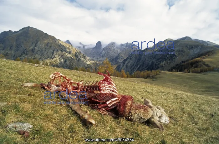 : Sheep killed by wolves PN Mercantour France : Sheep killed by wolves PN Mercantour France