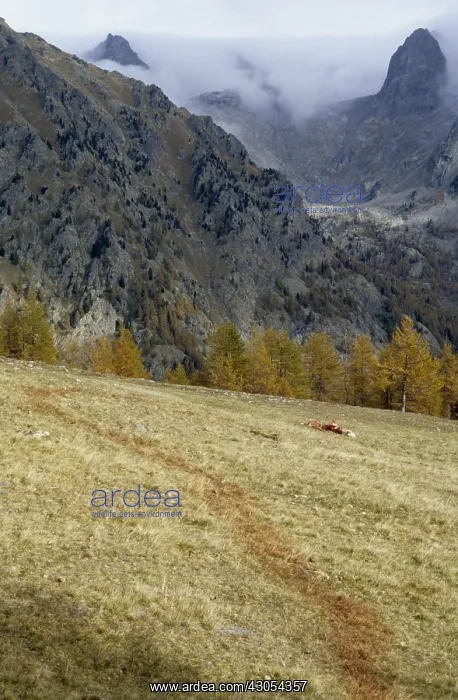 : Sheep killed by wolves PN Mercantour France : Sheep killed by wolves PN Mercantour France
