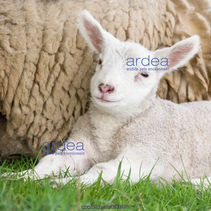  : Sheep - lamb
