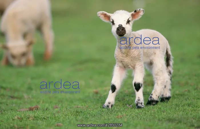  : SHEEP - Lamb