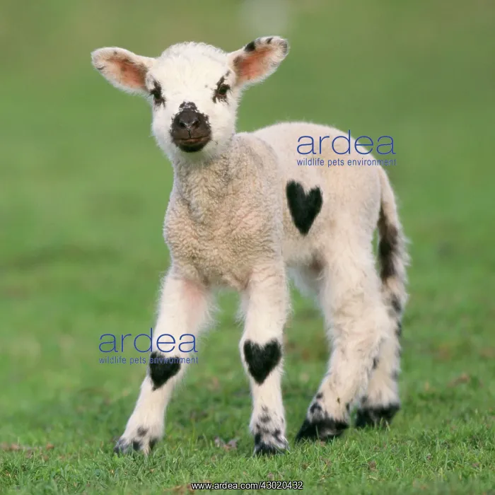 : Sheep - Lamb : Sheep - Lamb