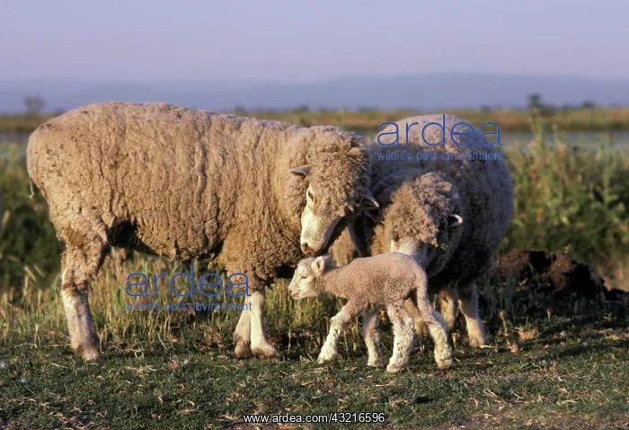 : Sheep and Lamb : Sheep and Lamb