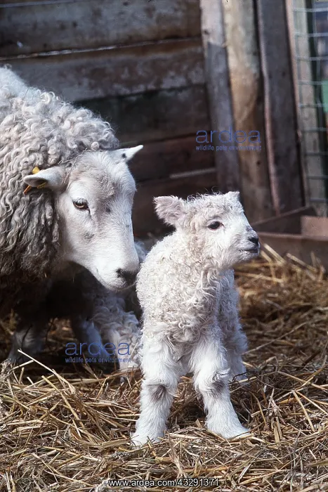 : SHEEP & LAMB : SHEEP & LAMB