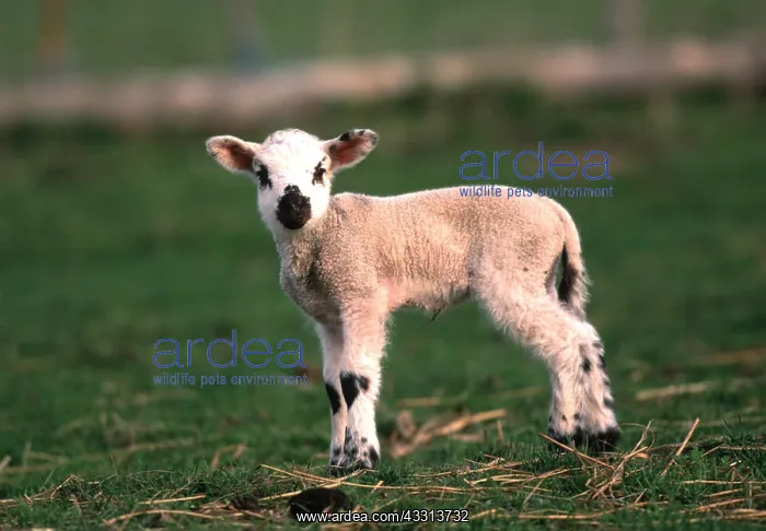 : SHEEP - Lamb : SHEEP - Lamb