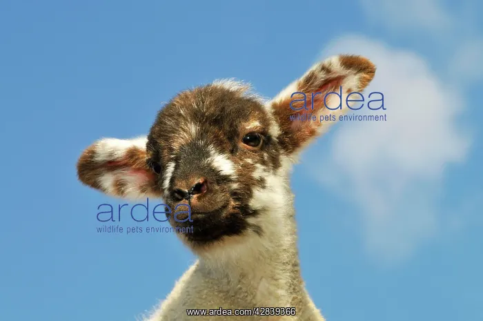 : Sheep - lamb against blue sky : Sheep - lamb against blue sky