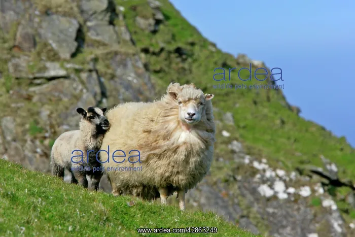 : Sheep - lamb cuddling up to mother : Sheep - lamb cuddling up to mother