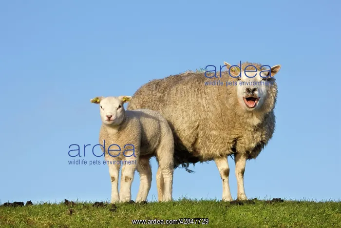 : Sheep with lamb on dyke bleating : Sheep with lamb on dyke bleating