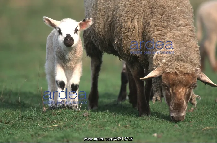: SHEEP & LAMB - grazing : SHEEP & LAMB - grazing