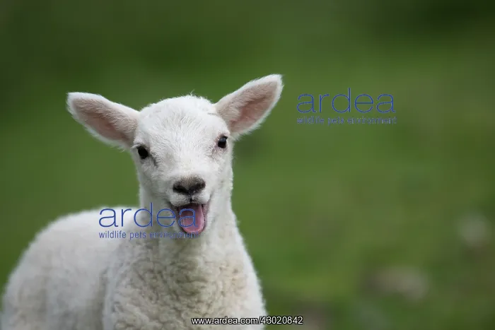 : Sheep lamb mouth open smiling and happy