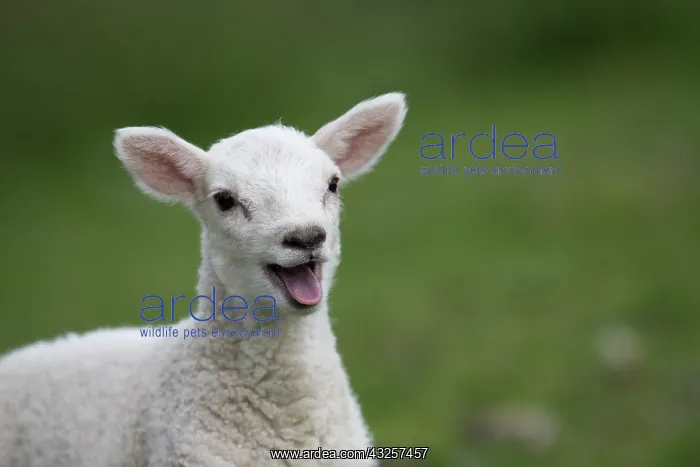  : Sheep lamb mouth open smiling and happy