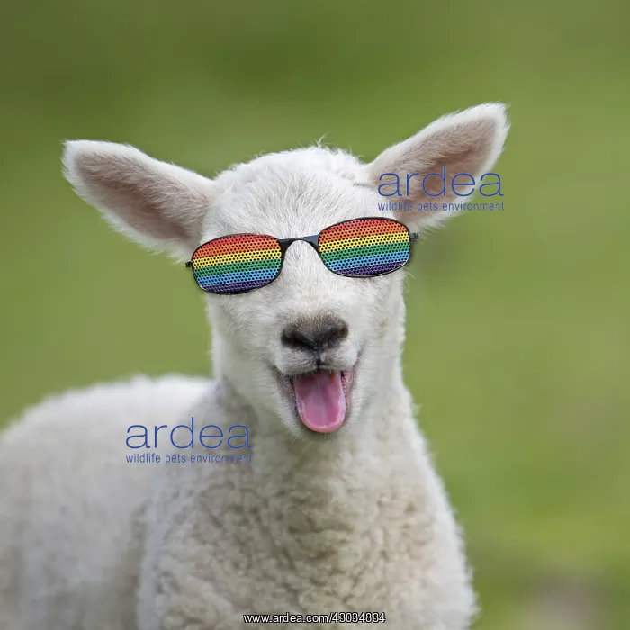  : Sheep - lamb smiling and happy with mouth open