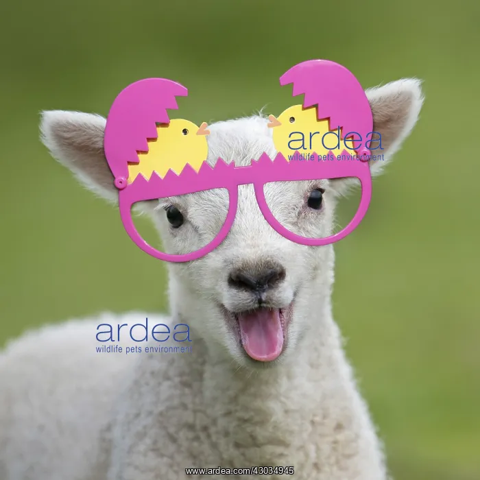  : Sheep, lamb smiling and happy with mouth open