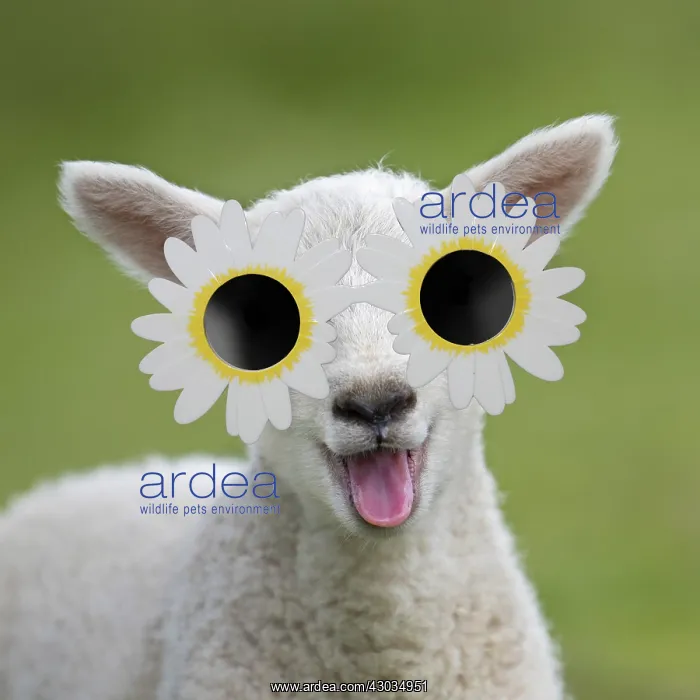  : Sheep - lamb smiling and happy with mouth open