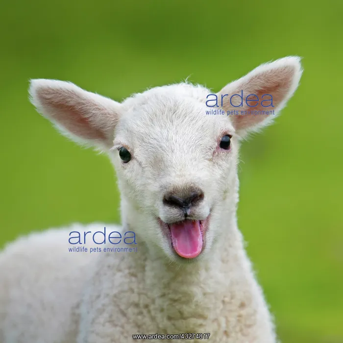 : Sheep - lamb smiling and happy with mouth open : Sheep - lamb smiling and happy with mouth open