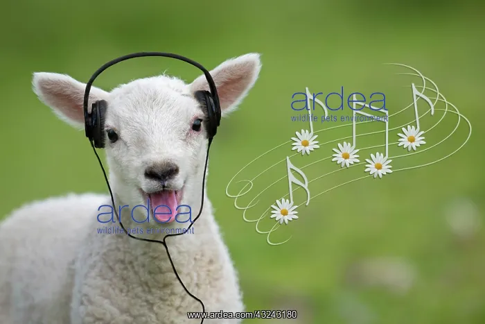 : Sheep lamb smiling and happy with mouth open listening to headphones with : Sheep lamb smiling and happy with mouth open listening to headphones with
