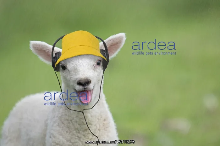 : Sheep lamb smiling and happy with mouth open wearing hat listening to headphones : Sheep lamb smiling and happy with mouth open wearing hat listening to headphones