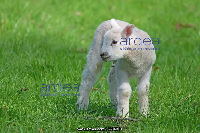 : Sheep - Lamb at springtime : Sheep - Lamb at springtime