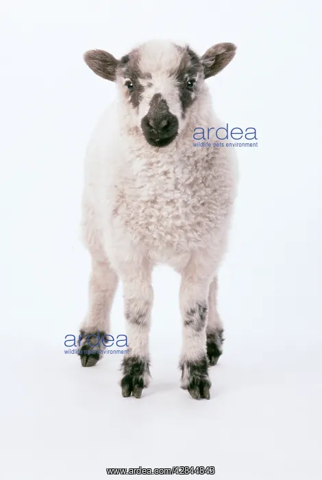 : SHEEP - Lamb standing : SHEEP - Lamb standing