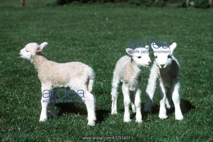 : Sheep - Three lambs : Sheep - Three lambs