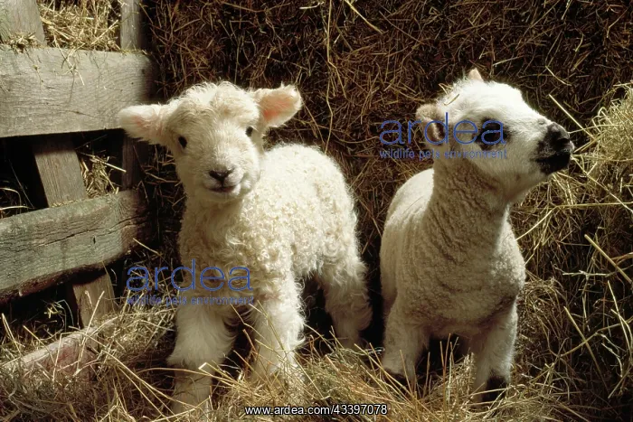  : Sheep - two lambs
