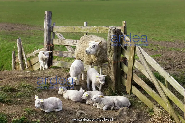 : Sheep with lambs in corral : Sheep with lambs in corral