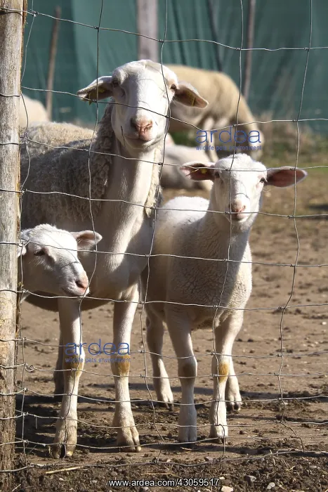 : Sheep and lambs behind a fence : Sheep and lambs behind a fence