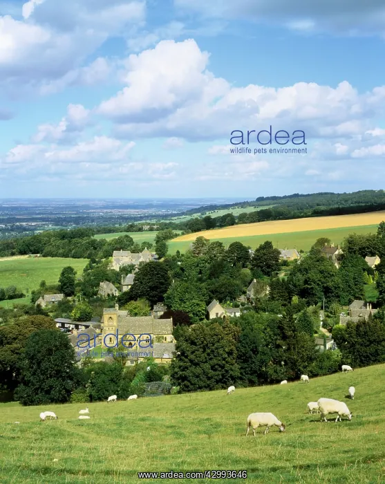 : Sheep. Lambs grazing in field - looking down on the village of Snowshill : Sheep. Lambs grazing in field - looking down on the village of Snowshill