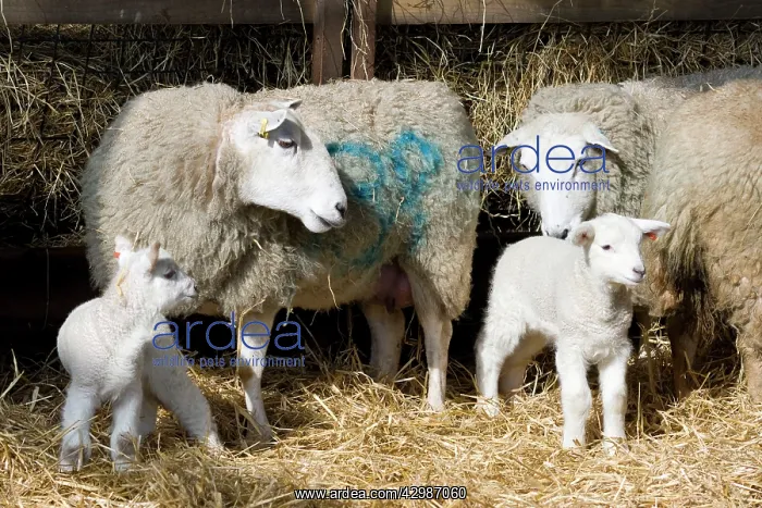 : Sheep & Lambs - in lambing pen : Sheep & Lambs - in lambing pen
